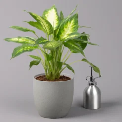 Dieffenbachie 'Camilla' , Topf-Ø17cm, Höhe Ca. 50-60 Cm -Elho || LECHUZA Verkäufe 0220170048 Dieffenbachia Camilla 17cm 32