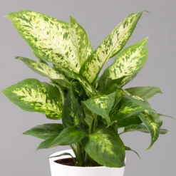 Dieffenbachie 'Compacta' Mit Keramiktopf Dallas Weiß, Topf-Ø12cm, 2er-Set -Elho || LECHUZA Verkäufe 0220170084 Dieffenbachia Compacta mit Topf Dallas weiss 2