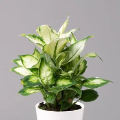 Dieffenbachie 'Cool Beauty' Mit Keramiktopf Dallas Weiß,Topf-Ø12cm, 2er-Set -Elho || LECHUZA Verkäufe 0220170088 Dieffenbachia Cool Beauty Dallas weiss 2