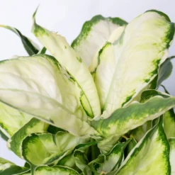 Dieffenbachie 'Cool Beauty' Mit Keramiktopf Dallas Weiß,Topf-Ø12cm, 2er-Set -Elho || LECHUZA Verkäufe 0220170088 Dieffenbachia Cool Beauty Dallas weiss 4