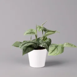 Scindapsus Pictus 'Trebie' In Keramiktopf Dallas Weiß, Topf-Ø 12 Cm