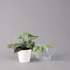 Scindapsus Pictus 'Trebie' In Keramiktopf Dallas Weiß, Topf-Ø 12 Cm -Elho || LECHUZA Verkäufe 0220180202 Scindapsus pictus Trebie mit Dallas weiss 12cm WS 3