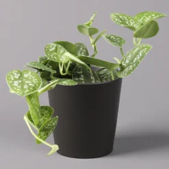 Gefleckte Efeutute 'Argyraeus, Inkl. Keramitopf Dallas Anthrazit, Topf 12 Cm Ø