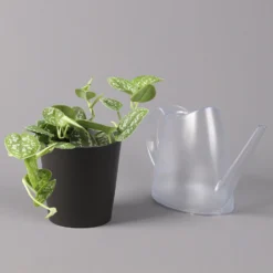 Gefleckte Efeutute 'Argyraeus, Inkl. Keramitopf Dallas Anthrazit, Topf 12 Cm Ø 8 Gefleckte Efeutute 'Argyraeus, Inkl. Keramitopf Dallas Anthrazit, Topf 12 Cm Ø -Elho || LECHUZA Verkäufe 0220180212 Scind pict Argyraeus Topf Dallas anthrazit 3