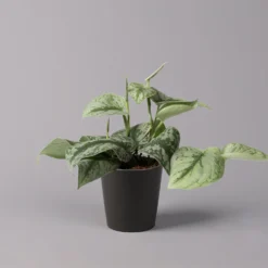 Gefleckte Efeutute 'Trebie' In Keramiktopf Dallas Anthrazit, Topf-Ø 12 Cm