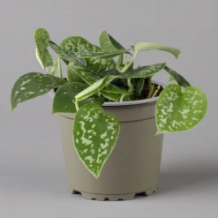 Scindapsus Pictus 'Trebie', Topf-Ø 12 Cm, Höhe Ca. 20 Cm, 3er-Set -Elho || LECHUZA Verkäufe 0220180289 scindapsus pictus trebie 2 123837