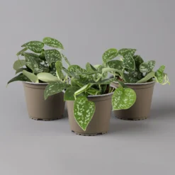 Scindapsus Pictus 'Trebie', Topf-Ø 12 Cm, Höhe Ca. 20 Cm, 3er-Set