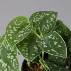 Scindapsus Pictus 'Trebie', Topf-Ø 12 Cm, Höhe Ca. 20 Cm, 3er-Set -Elho || LECHUZA Verkäufe 0220180289 scindapsus pictus trebie 123836
