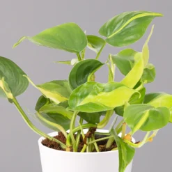 Philodendron 'Brasil' In Keramiktopf Dallas Weiß, Topf-Ø 12 Cm, 3er-Set -Elho || LECHUZA Verkäufe 0220180291 Philo scandens Brasil in Dallas weiss 12cm 3er Set 3 114655