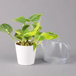 Philodendron 'Brasil' In Keramiktopf Dallas Weiß, Topf-Ø 12 Cm, 3er-Set -Elho || LECHUZA Verkäufe 0220180291 Philo scandens Brasil in Dallas weiss 12cm 3er Set 4 114656