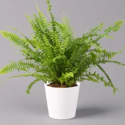 Schwertfarn 'Green Lady' Mit Keramiktopf Dallas Weiß, Topf-Ø12cm, Höhe Ca. 35 Cm