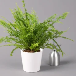 Schwertfarn 'Green Lady' Mit Keramiktopf Dallas Weiß, Topf-Ø12cm, Höhe Ca. 35 Cm -Elho || LECHUZA Verkäufe 0220190124 Nephrolep Green Lady Dallas weiss 3