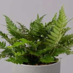 Polystichum Tsus-simense 'Biaristatum', Topf-Ø 12 Cm, Höhe Ca. 23 Cm, 3er-Set -Elho || LECHUZA Verkäufe 0220190145 Polystichum tsussimense Biaristatum 12cm 3er Set 3