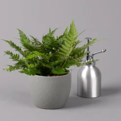 Polystichum Tsus-simense 'Biaristatum', Topf-Ø 12 Cm, Höhe Ca. 23 Cm, 3er-Set -Elho || LECHUZA Verkäufe 0220190145 Polystichum tsussimense Biaristatum 12cm 3er Set 4