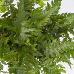 Polystichum Tsus-simense 'Biaristatum', Topf-Ø 12 Cm, Höhe Ca. 23 Cm, 3er-Set -Elho || LECHUZA Verkäufe 0220190145 Polystichum tsussimense Biaristatum 3er Set 7