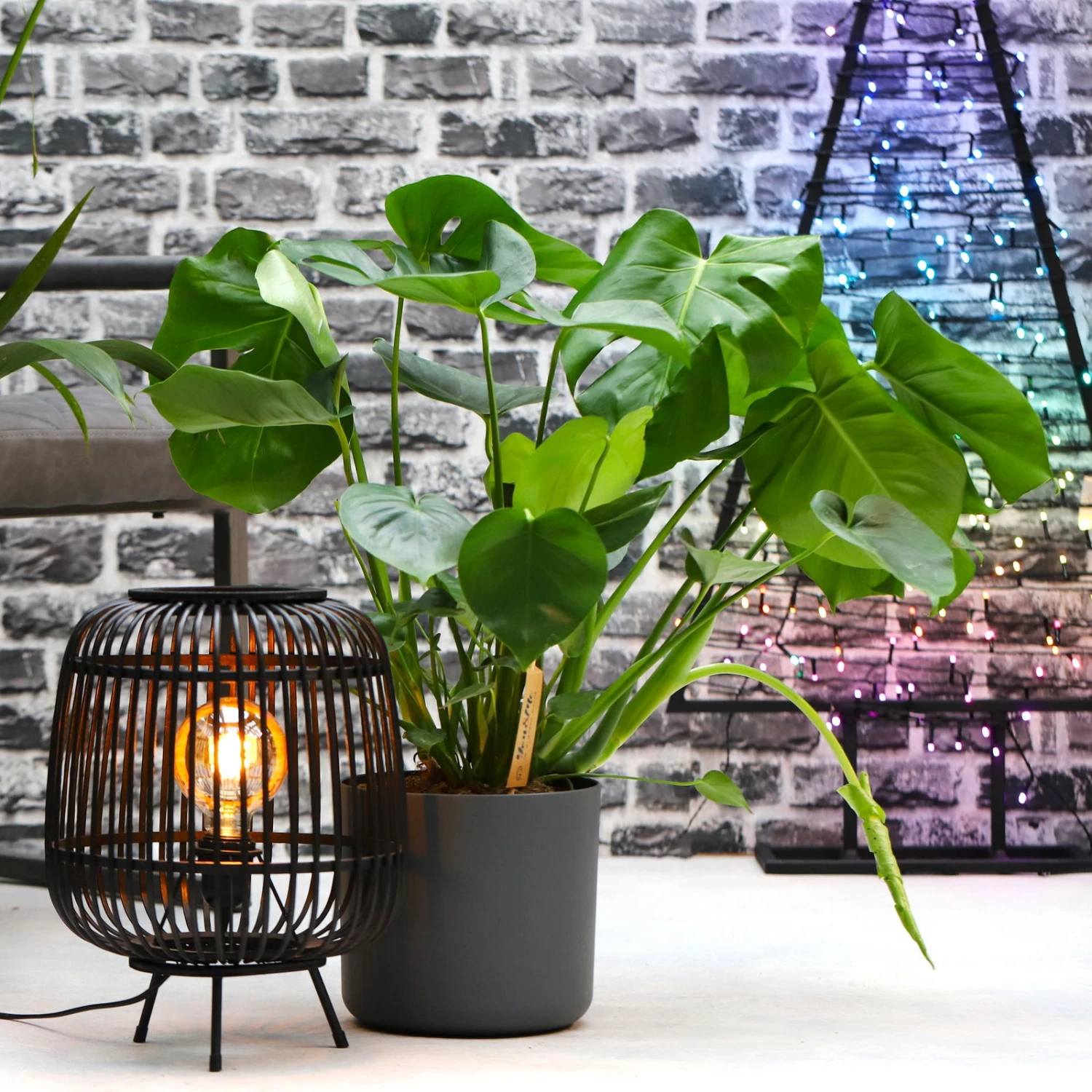 Monstera Deliciosa, Topf-Ø 21 Cm, Höhe Ca. 50-70 Cm 1 Monstera Deliciosa, Topf-Ø 21 Cm, Höhe Ca. 50-70 Cm