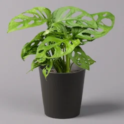 Monstera Adansonii Inkl. Topf Dallas Anthrazit, Topf-Ø 12 Cm, Höhe Ca. 25 Cm