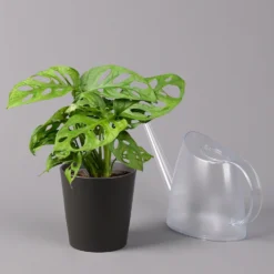 Monstera Adansonii Inkl. Topf Dallas Anthrazit, Topf-Ø 12 Cm, Höhe Ca. 25 Cm -Elho || LECHUZA Verkäufe 0220350066 Monstera adan Dallas anthrazit 32