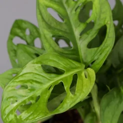 Monstera Adansonii Inkl. Topf Dallas Anthrazit, Topf-Ø 12 Cm, Höhe Ca. 25 Cm -Elho || LECHUZA Verkäufe 0220350066 Monstera adan Dallas anthrazit 42