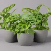 Monstera Adansonii, Topf-Ø 12 Cm, Höhe Ca. 25 Cm, 3er-Set