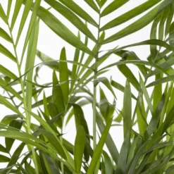 Bergpalme, Topf-Ø 19 Cm, Höhe Ca. 65 Cm -Elho || LECHUZA Verkäufe 0220502108 Chamaedorea elegans