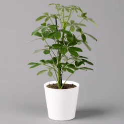 Strahlenaralie 'Nora' Inkl. Übertopf Dallas Weiß, Topf 13 Cm Ø