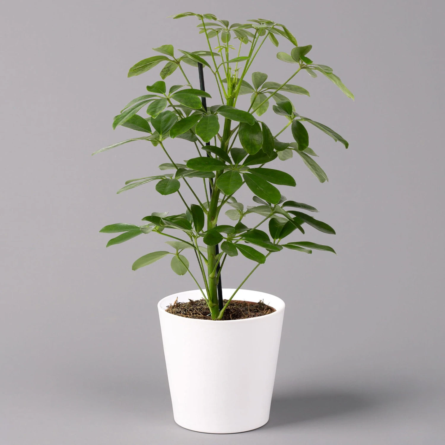 Strahlenaralie 'Nora' Inkl. Übertopf Dallas Weiß, Topf 13 Cm Ø 1 Strahlenaralie 'Nora' Inkl. Übertopf Dallas Weiß, Topf 13 Cm Ø