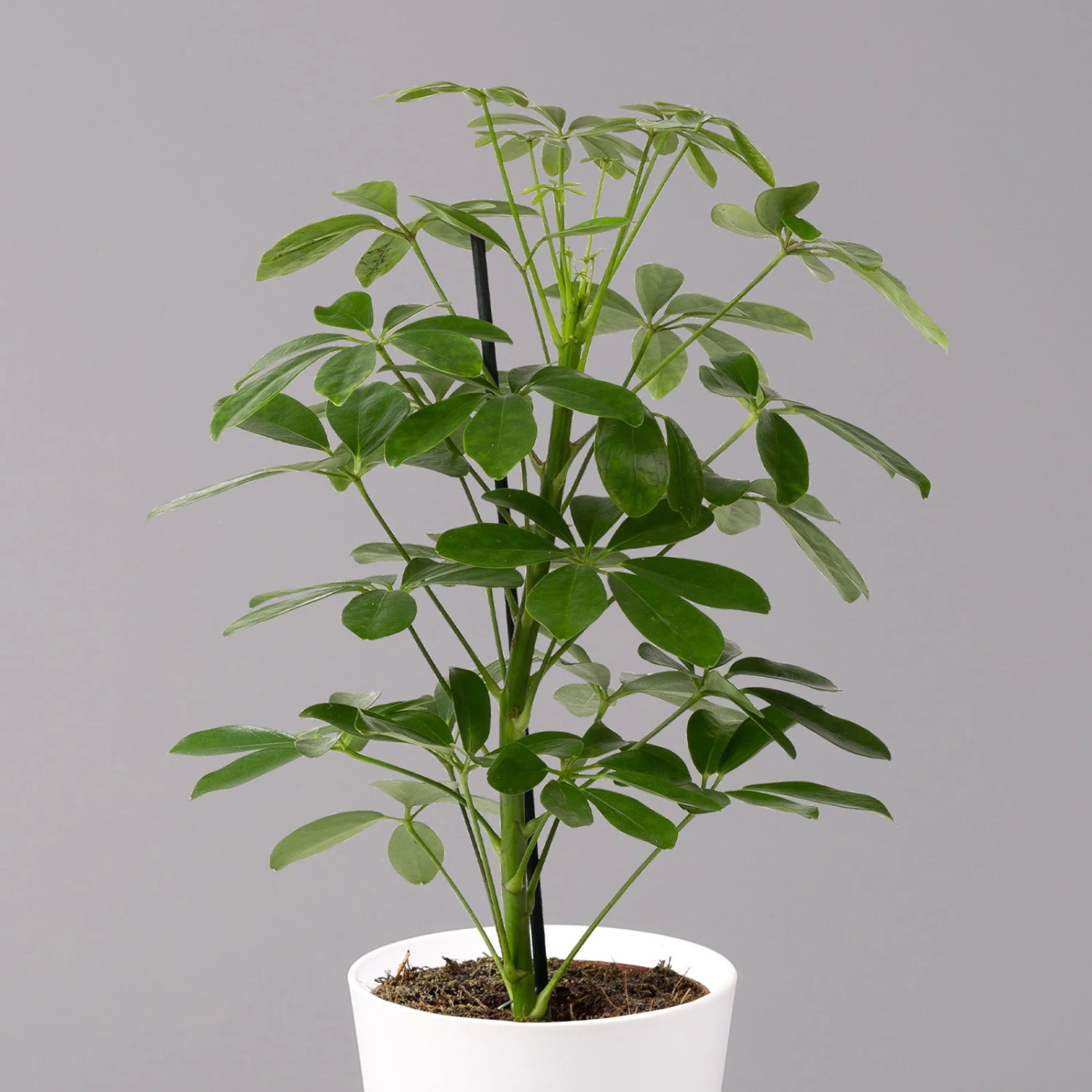 Strahlenaralie 'Nora' Inkl. Übertopf Dallas Weiß, Topf 13 Cm Ø 2 Strahlenaralie 'Nora' Inkl. Übertopf Dallas Weiß, Topf 13 Cm Ø – Bild 2