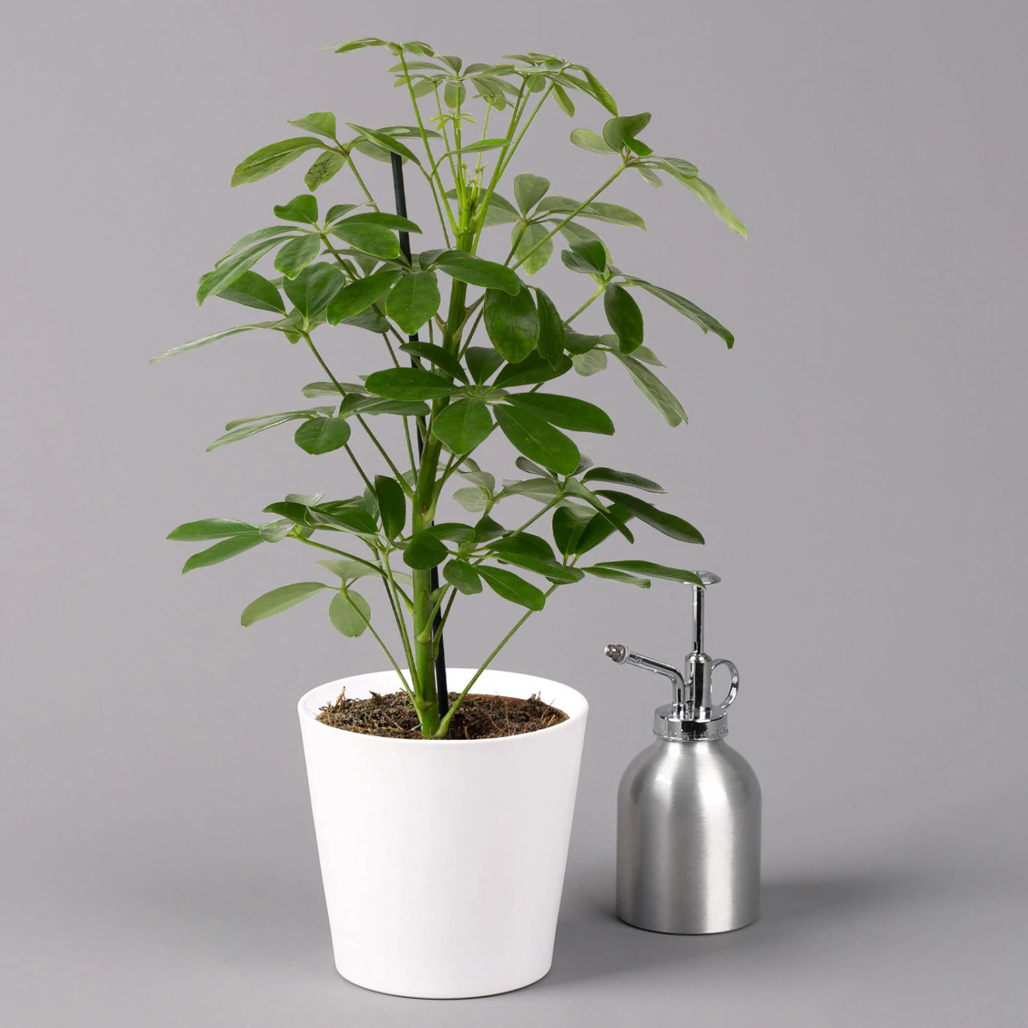 Strahlenaralie 'Nora' Inkl. Übertopf Dallas Weiß, Topf 13 Cm Ø 3 Strahlenaralie 'Nora' Inkl. Übertopf Dallas Weiß, Topf 13 Cm Ø – Bild 3