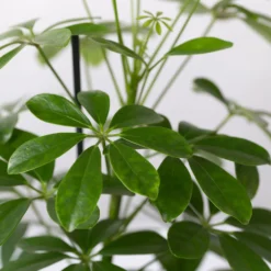 Strahlenaralie 'Nora' Inkl. Übertopf Dallas Weiß, Topf 13 Cm Ø 10 Strahlenaralie 'Nora' Inkl. Übertopf Dallas Weiß, Topf 13 Cm Ø -Elho || LECHUZA Verkäufe 0220550538 Schefflera Nora im Topf Dallas weiss 4