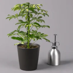 Strahlenaralie 'Gerda' In Keramiktopf Anthrazit, Topf 13cmØ, Höhe 55cm, 3er-Set -Elho || LECHUZA Verkäufe 0220550541 Schefflera Gerda im Topf Dallas anthr 3