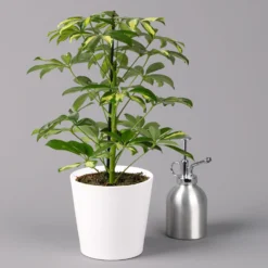 Strahlenaralie 'Gerda' Inkl. Keramiktopf Dallas Weiß, Topf-Ø 13 Cm, 3er-Set 11 Strahlenaralie 'Gerda' Inkl. Keramiktopf Dallas Weiß, Topf-Ø 13 Cm, 3er-Set -Elho || LECHUZA Verkäufe 0220550542 Schefflera Gerda im Topf Dallas weiss 3