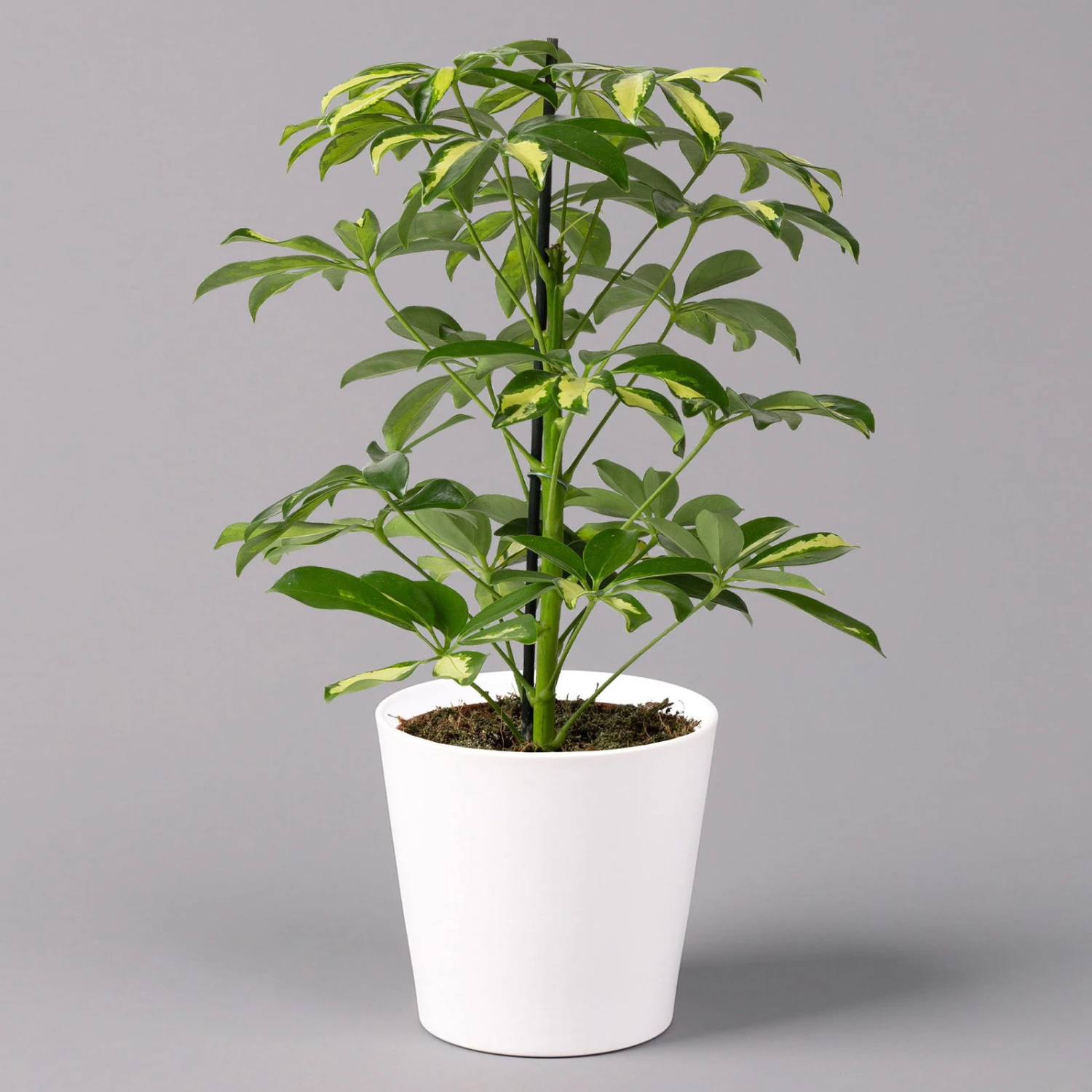 Strahlenaralie 'Gerda' Inkl. Keramiktopf Dallas Weiß, Topf-Ø 13 Cm, 2er-Set 2 Strahlenaralie 'Gerda' Inkl. Keramiktopf Dallas Weiß, Topf-Ø 13 Cm, 2er-Set – Bild 2