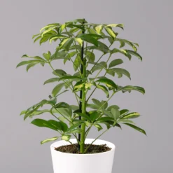 Strahlenaralie 'Gerda' Inkl. Keramiktopf Dallas Weiß, Topf-Ø 13 Cm, 2er-Set 10 Strahlenaralie 'Gerda' Inkl. Keramiktopf Dallas Weiß, Topf-Ø 13 Cm, 2er-Set -Elho || LECHUZA Verkäufe 0220550546 Schefflera Gerda im Topf Dallas weiss 2