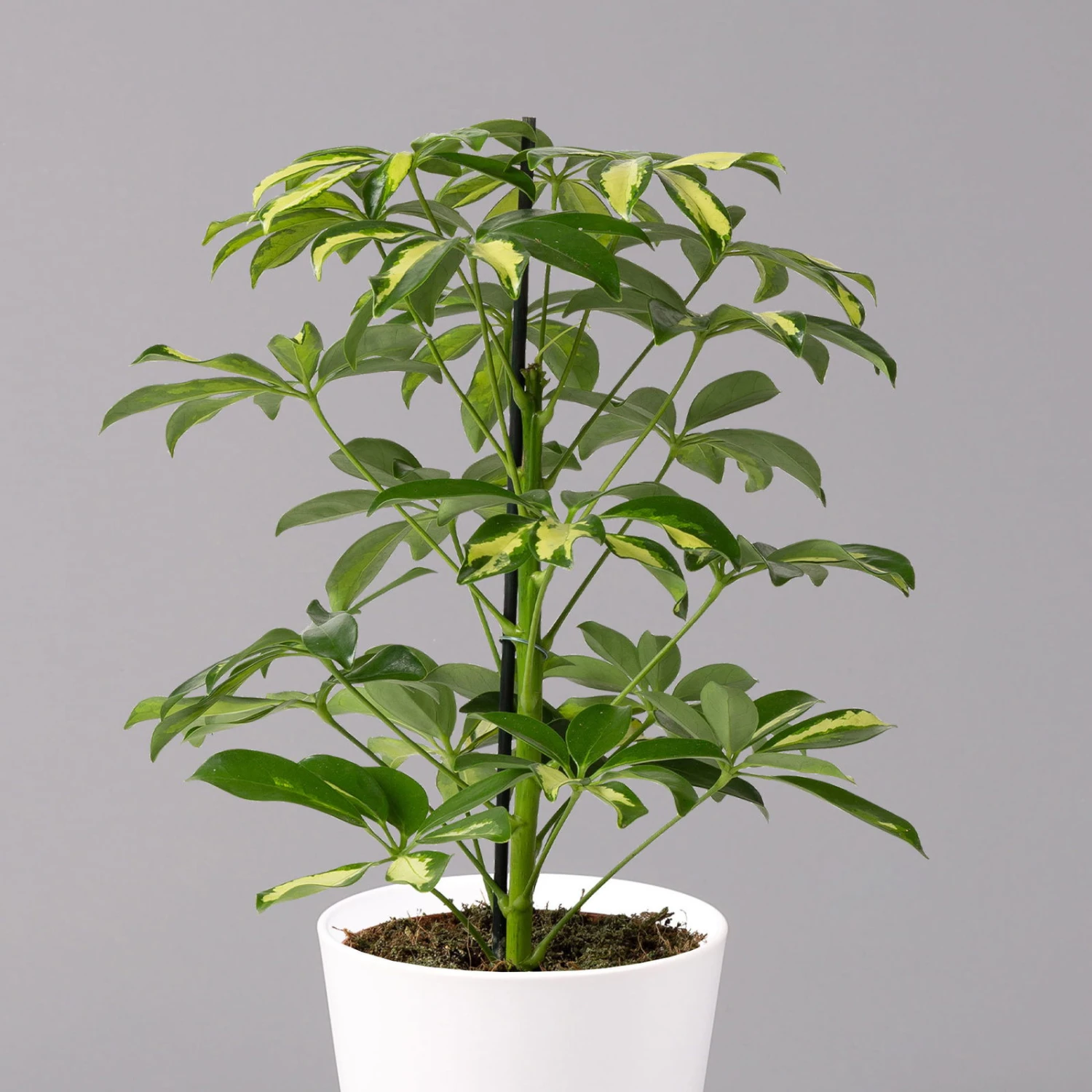 Strahlenaralie 'Gerda' Inkl. Keramiktopf Dallas Weiß, Topf-Ø 13 Cm, 2er-Set 3 Strahlenaralie 'Gerda' Inkl. Keramiktopf Dallas Weiß, Topf-Ø 13 Cm, 2er-Set – Bild 3