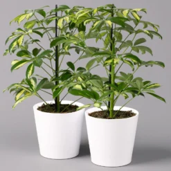 Strahlenaralie 'Gerda' Inkl. Keramiktopf Dallas Weiß, Topf-Ø 13 Cm, 2er-Set