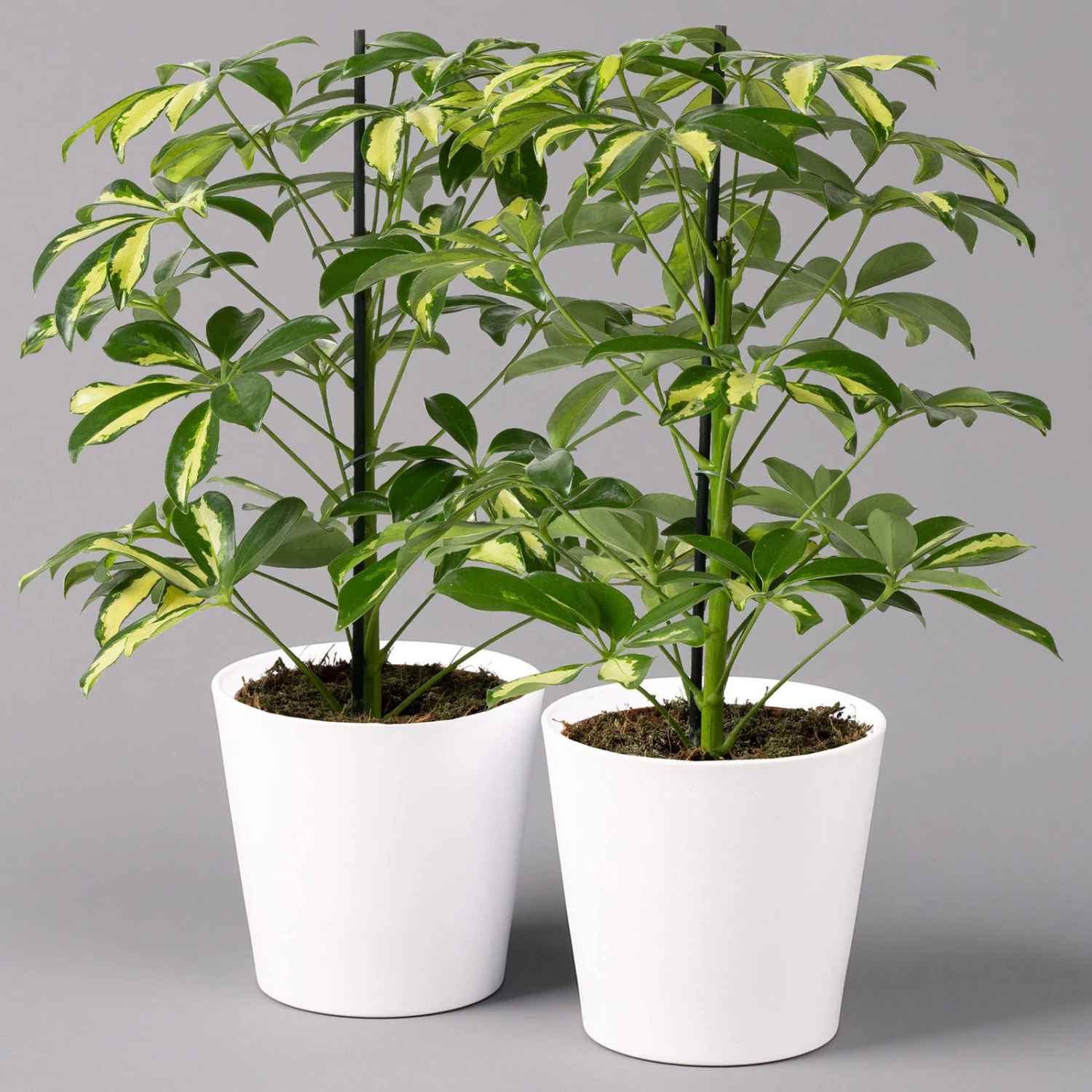 Strahlenaralie 'Gerda' Inkl. Keramiktopf Dallas Weiß, Topf-Ø 13 Cm, 2er-Set 1 Strahlenaralie 'Gerda' Inkl. Keramiktopf Dallas Weiß, Topf-Ø 13 Cm, 2er-Set