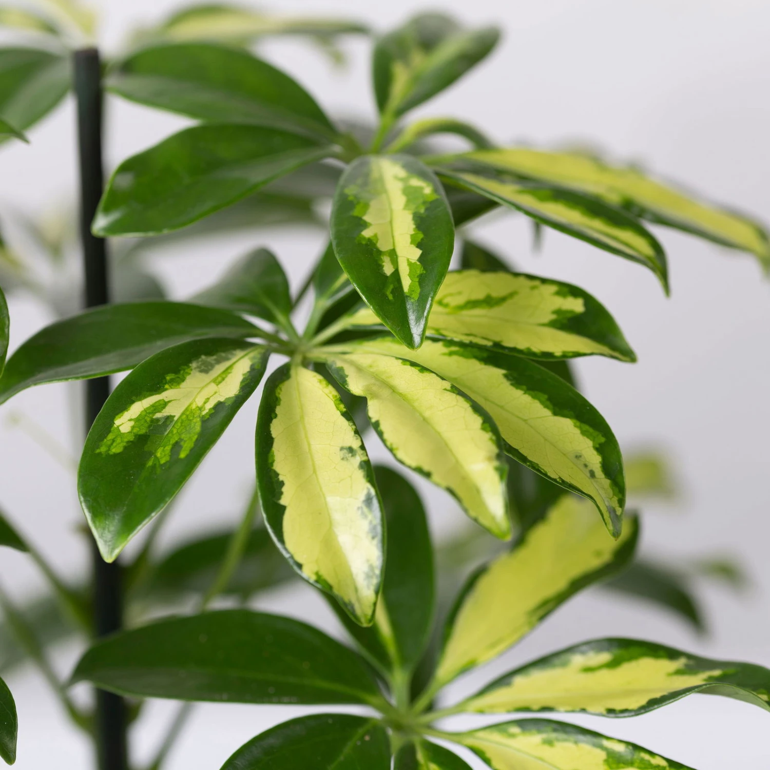 Strahlenaralie 'Gerda' Inkl. Keramiktopf Dallas Weiß, Topf-Ø 13 Cm, 2er-Set 5 Strahlenaralie 'Gerda' Inkl. Keramiktopf Dallas Weiß, Topf-Ø 13 Cm, 2er-Set – Bild 5