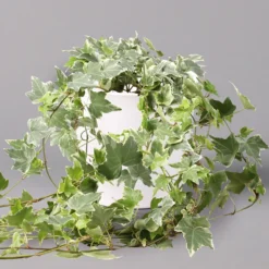 Hedera Helix 'Variegata' In Keramiktopf Dallas Weiß, Topf-Ø 12/13 Cm, 3er-Set -Elho || LECHUZA Verkäufe 0220650237 Hedera weissbunt in Topf Dallas weiss 1