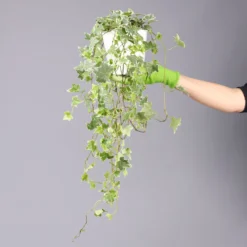 Hedera Helix 'Variegata' In Keramiktopf Dallas Weiß, Topf-Ø 12/13 Cm, 3er-Set -Elho || LECHUZA Verkäufe 0220650237 Hedera weissbunt in Topf Dallas weiss 8