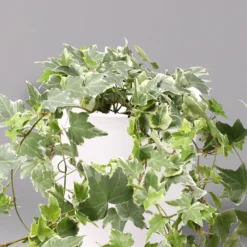 Hedera Helix 'Variegata' In Keramiktopf Dallas Weiß, Topf-Ø 12/13 Cm, 3er-Set -Elho || LECHUZA Verkäufe 0220650237 Hedera weissbunt in Topf Dallas weiss 2 108004