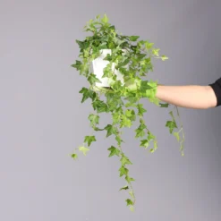 Hedera Helix In Keramiktopf Dallas Weiß, Topf-Ø 12/13 Cm -Elho || LECHUZA Verkäufe 0220650241 Hedera gruen Elja in Topf Dallas weiss 4