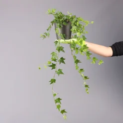 Efeu Inkl. Keramiktopf Dallas Anthrazit Topf-Ø 12/13 Cm, 3er-Set 12 Efeu Inkl. Keramiktopf Dallas Anthrazit Topf-Ø 12/13 Cm, 3er-Set -Elho || LECHUZA Verkäufe 0220650250 Hedera gruen Elja in Topf Dallas anth 4