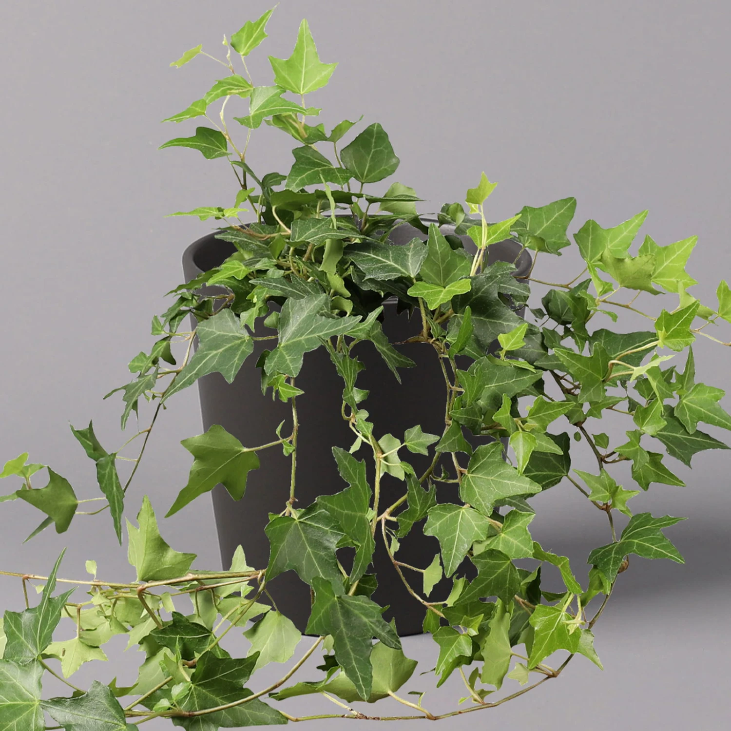 Efeu Inkl. Keramiktopf Dallas Anthrazit Topf-Ø 12/13 Cm, 3er-Set 2 Efeu Inkl. Keramiktopf Dallas Anthrazit Topf-Ø 12/13 Cm, 3er-Set – Bild 2