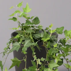 Efeu Inkl. Keramiktopf Dallas Anthrazit Topf-Ø 12/13 Cm, 3er-Set 10 Efeu Inkl. Keramiktopf Dallas Anthrazit Topf-Ø 12/13 Cm, 3er-Set -Elho || LECHUZA Verkäufe 0220650250 Hedera gruen in Topf Dallas anthrazit 2