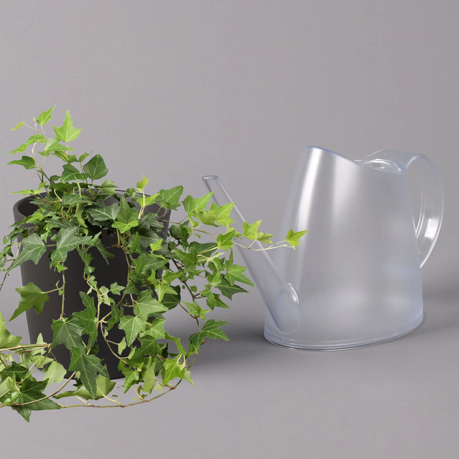 Efeu Inkl. Keramiktopf Dallas Anthrazit, Topf 12/13 Cm Ø 3 Efeu Inkl. Keramiktopf Dallas Anthrazit, Topf 12/13 Cm Ø – Bild 3