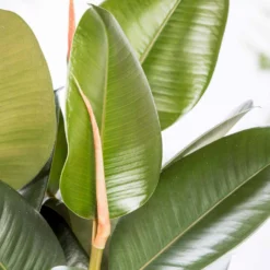 Gummibaum 'Abidjan', Topf-Ø 27 Cm, Höhe Ca. 90 Cm -Elho || LECHUZA Verkäufe 0220750452 ficus elastica Abidjan1