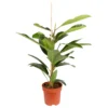 Ficus Benghalensis 'Roy', Topf-Ø 21 Cm, Höhe Ca. 100 Cm