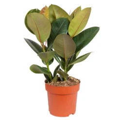 Gummibaum 'Robusta', Topf-Ø 19 Cm, Höhe Ca. 50 Cm -Elho || LECHUZA Verkäufe 0220750976 Ficus elastica Robusta 19 cm Topf Hoehe 50 cm