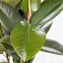 Gummibaum 'Robusta', Topf-Ø 19 Cm, Höhe Ca. 50 Cm -Elho || LECHUZA Verkäufe 022075 Ficus elastica Robusta